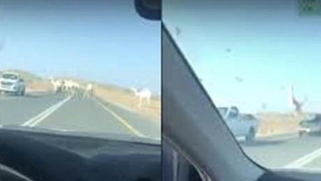 فيديو : اصطدام سيارة بجمل سائب على طريق في السعودية