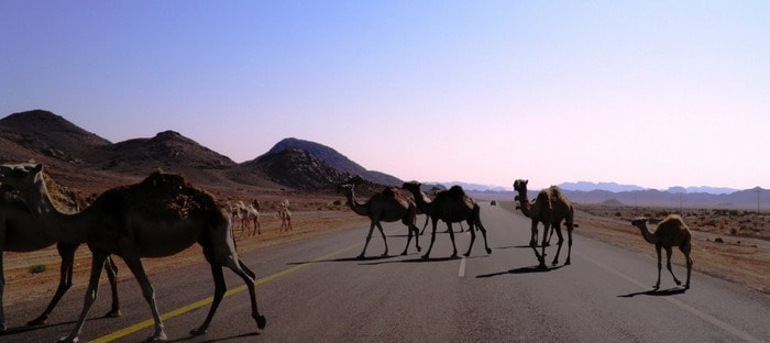 الحيوانات المتجولة تهدد حياة المواطنين في أم القيوين والسترة المضيئة هي الحل