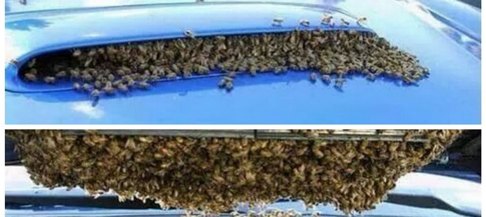 نحل يغزو مبرد الهواء لسيارة سوبارو WRX STI