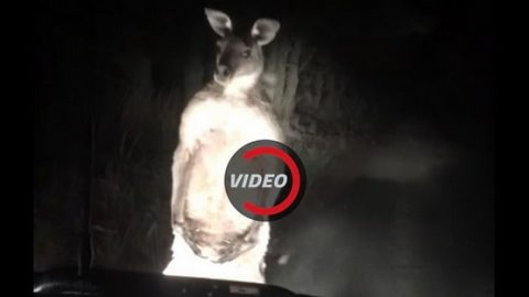 فيديو : كنجارو يواجه سيارة بغضب في استراليا فكيف كان رد فعله ؟!