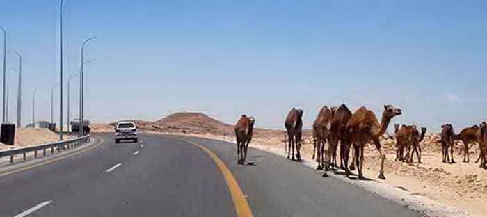 جمل سائب في الإحساء يتسبب في مصرع سيدة وإصابة آخر في حادث سيارة