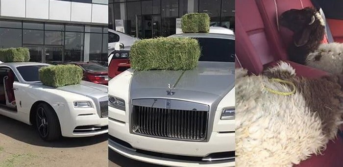 فيديو : سعودي يحمل رولزريس بالأغنام والعلف اعتراضاً علي عيوب السيارة