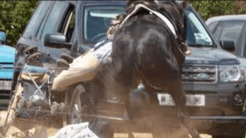 فيديو : حادث غريب في السعودية بسبب حصانين جامحين اقتحما نهر الطريق !!
